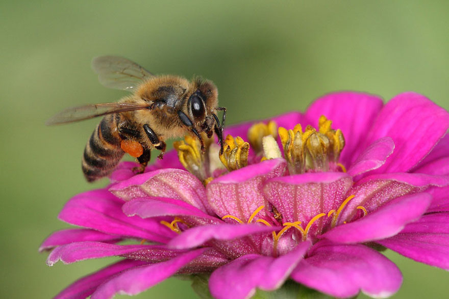 Misterij nestajanja pčela