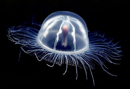 besmrtna-meduza4