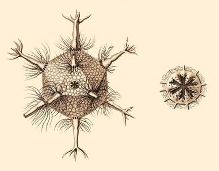 Radiolarija/zrakaš (Circogonia icosahedra)