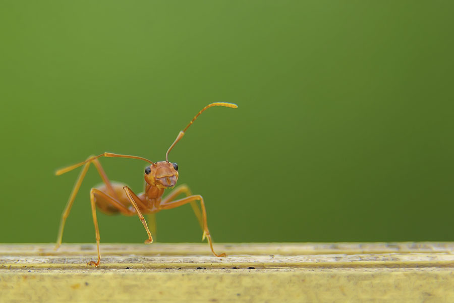 orijentacija-mravi-mrav
