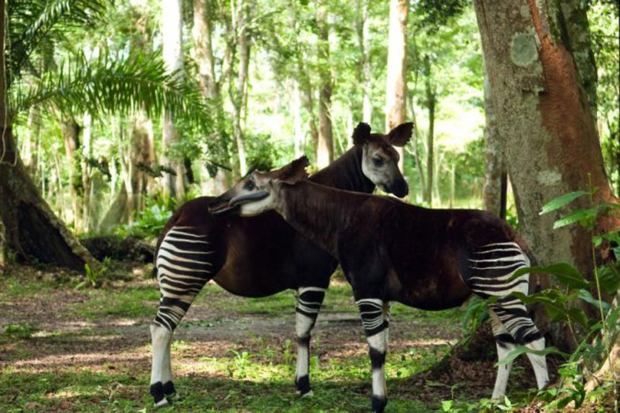 Okapi-virunga-nacionalni-park