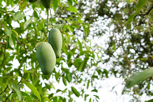 budina-stabla-mango