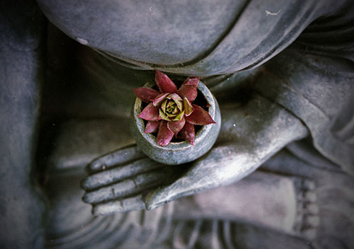 budisticka-filozofija-moc-uma-lotus