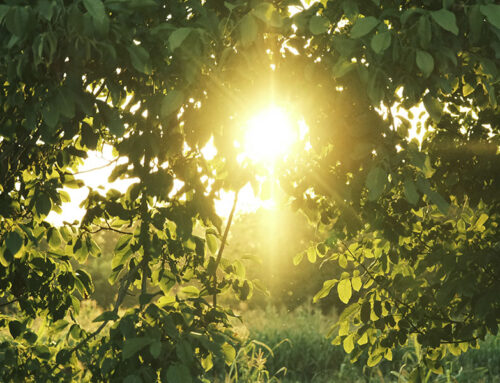 Vitamin D – Naša spona sa Suncem